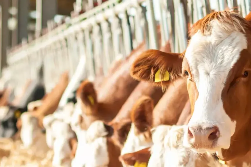 Herdenmanager in der Tierhaltung: Erfahre mehr über die Aufgaben eines Herdenmanagers mit der Spezialisierung Milcherzeugung