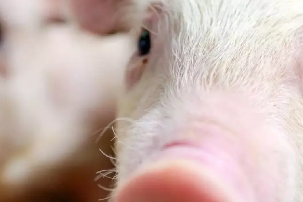 Berufe in der Tierwirtschaft, Tierzucht und Tierernährung