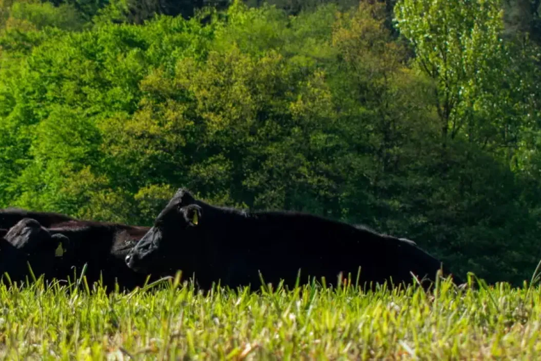 Agraringenieur Wagyu-Rinder