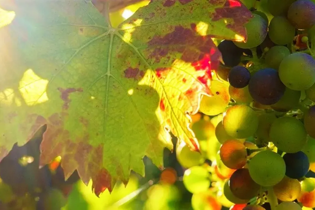Berufsbild Winzer - Arbeit im Weinstock mit der Weinrebe