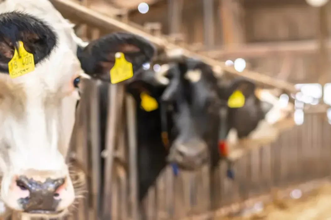 DeLaval interview