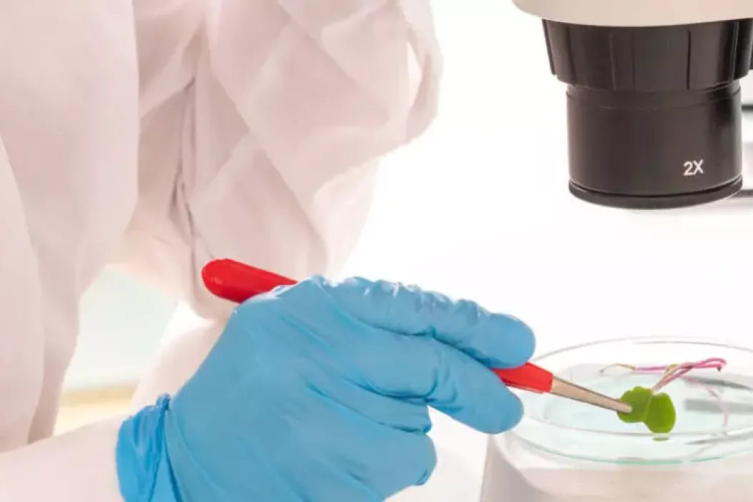 Agrarwissenschaftlerin untersucht Pflanzen unter einem Mikroskop im Labor