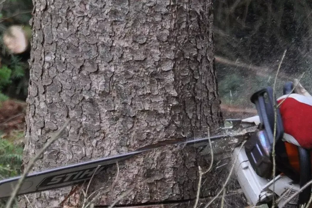 Forstwirt fällt Baum - Entgeldabrechnung 2020