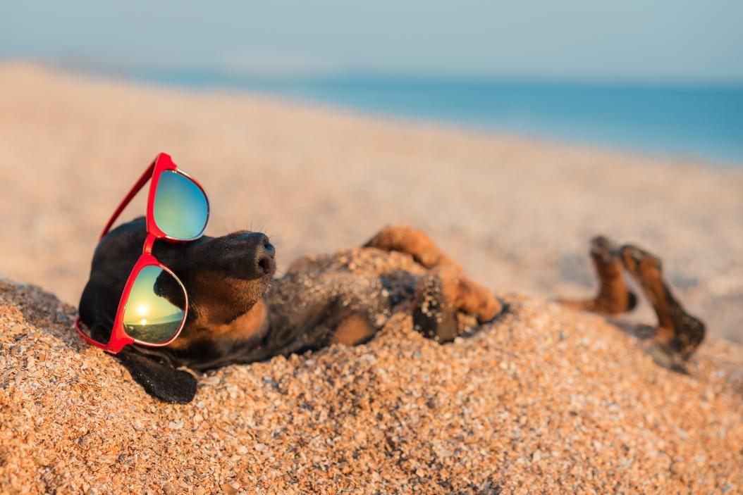 Ein Dackel mit einer Sonnenbrille auf liegt am Strand und ruht sich aus