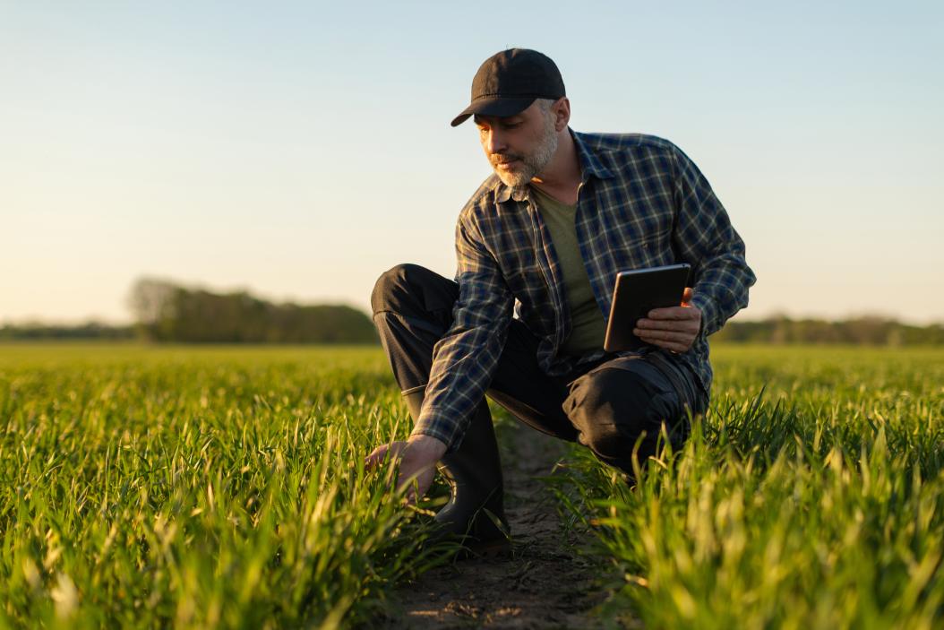 Inspektion eines landwirtschaftlichen Feldes bei Sonnenuntergang: Ein Landwirt überprüft junge Pflanzen und hält dabei ein Tablet in der Hand