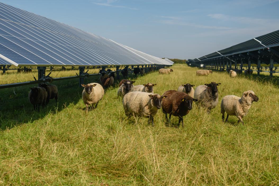 Schafe neben einem Feld mit Solarmodulen.