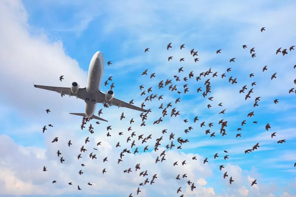 bird-controller-adobestock_402130347