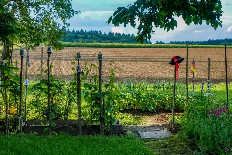 landwirtschaftsanbau-adobestock_828800564