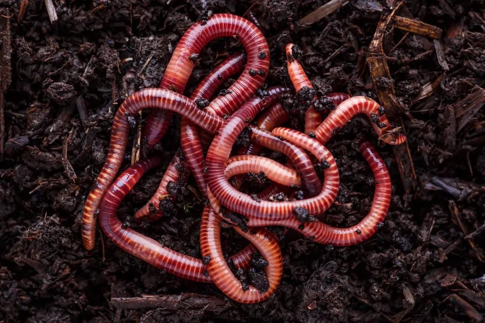 wurmsammler-beruf-adobestock_474482832