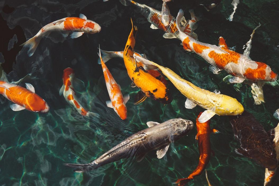 agrajo.com Fischwirt Fische