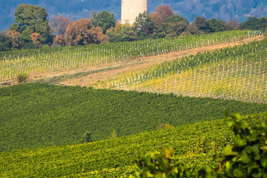 agrajo.com Hochschule Geisenheim Weinberg