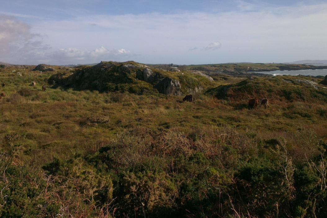 agrajo.com Agrarpraktikum Irland Rinderweide