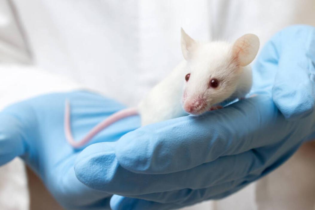 Was macht eine Biologielaborantin?