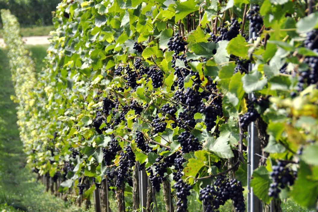 agrajo-Winzer-Weinberg