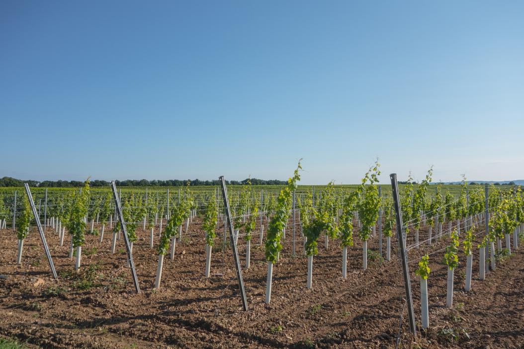 agrajo-Winzer-Weinpflanzen-2