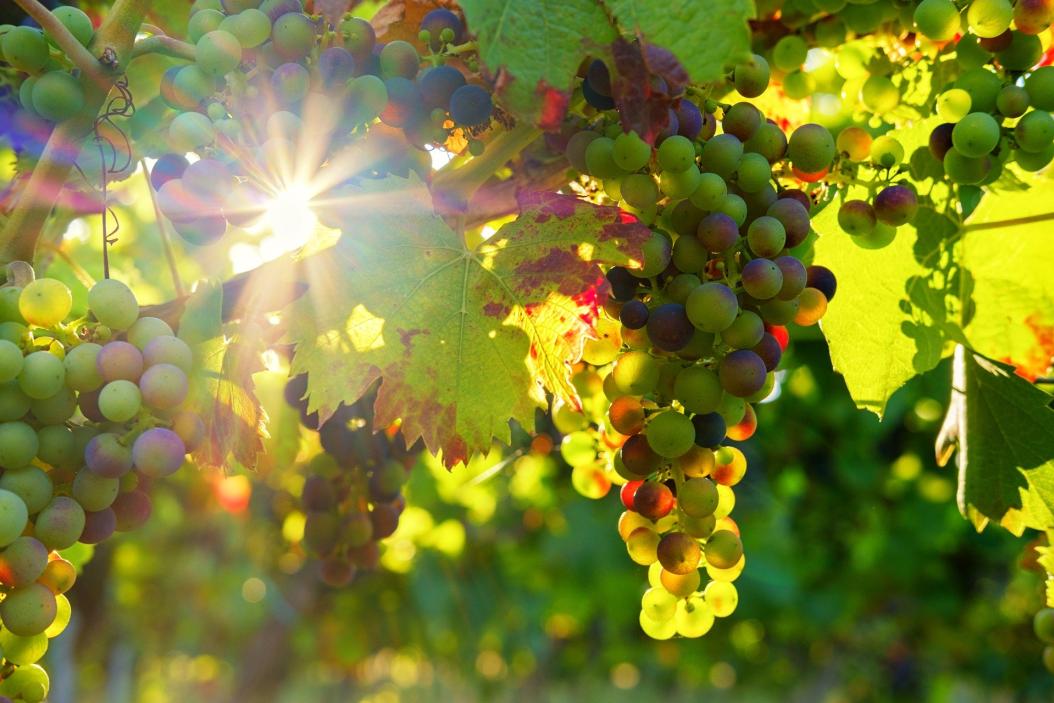 agrajo-Winzer-Weinrebe-1