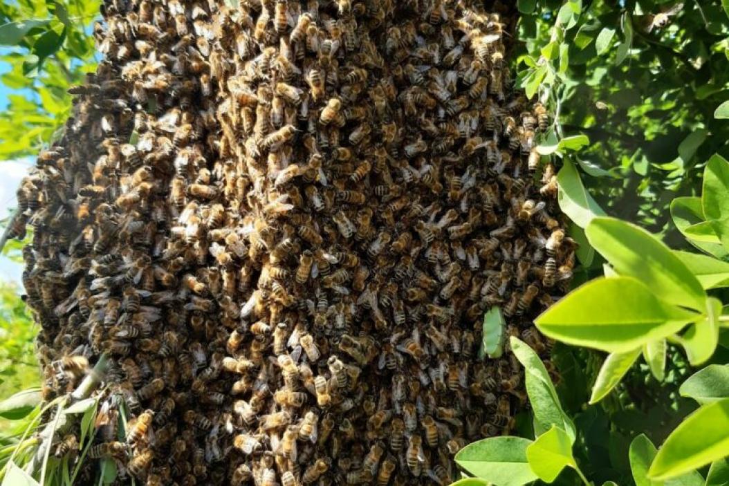 Bienenschwarm von Andreas Widhalm