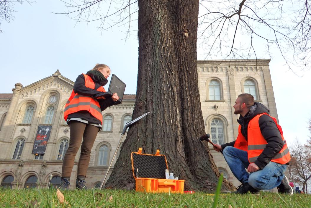 Studiengang Arboristik Übung