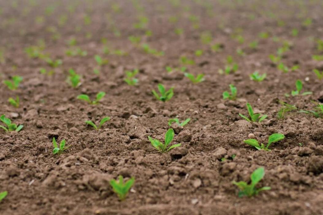 agrajo - Pflanzentechnologe - Sprösslinge auf Feld