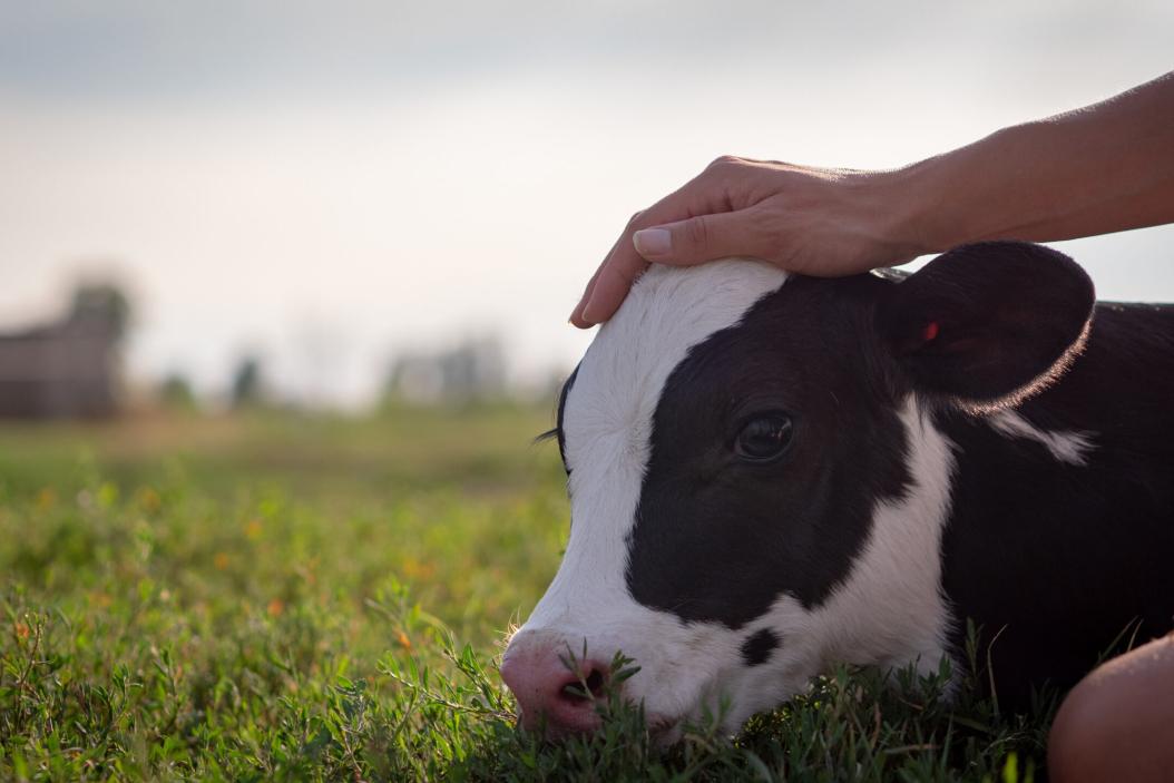 Kälberwirtschaft gehört zur Tierwirtschaft