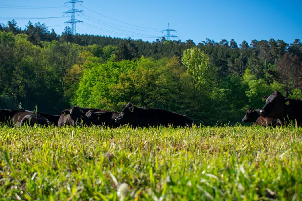 Wagyu-Rinder auf der Weide in der Sonne