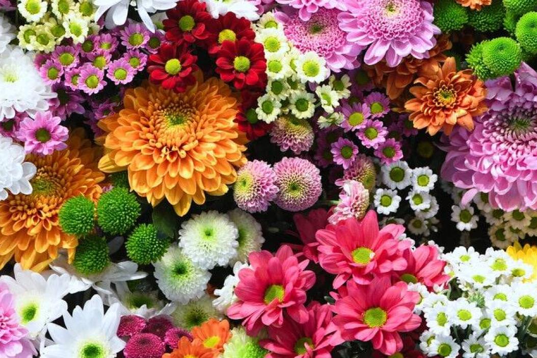 Ausbildung zur Floristin: Kenntnisse über Blumen