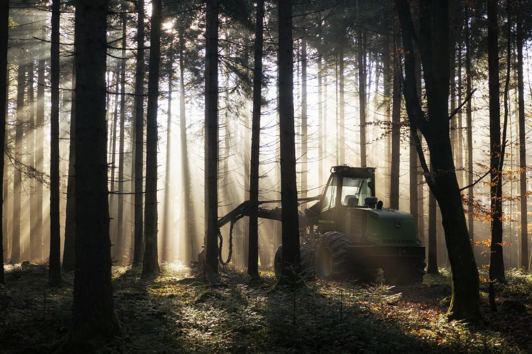 forest-3917683_1920