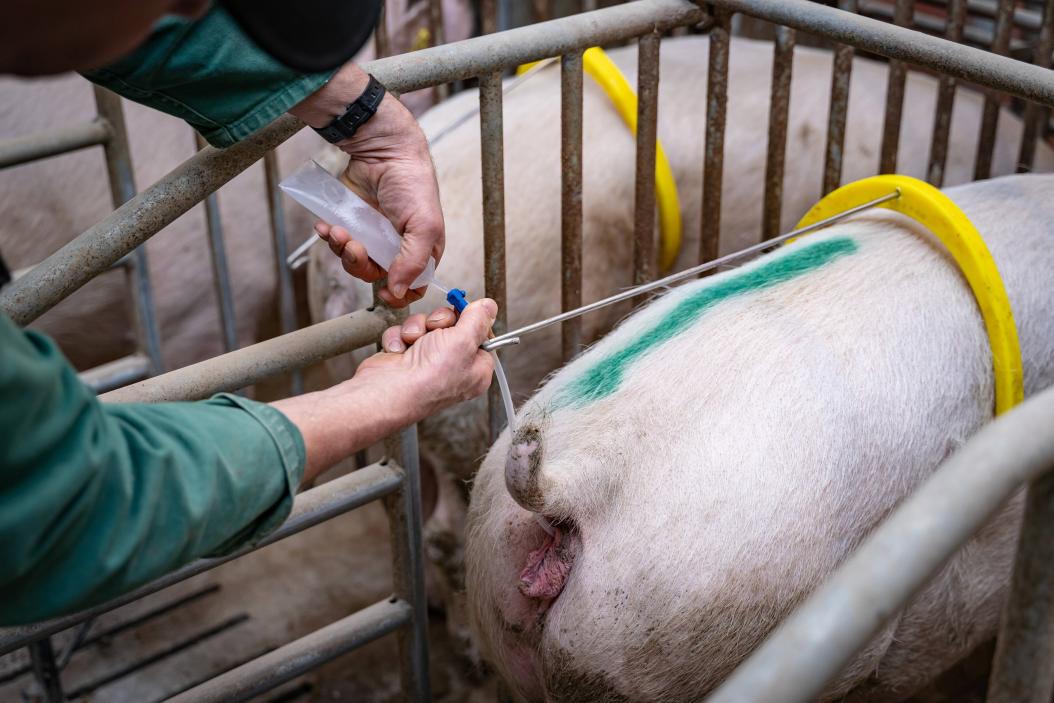 agrajo.com Besamungstechniker Schweinebesamung