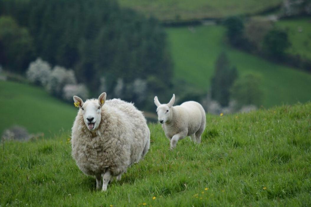 agrajo.com Agrarpraktikum Irland Linda Rödder Schafe