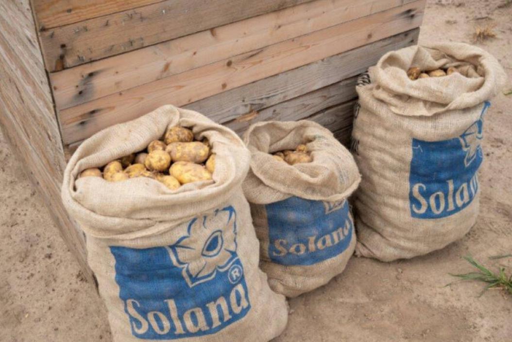Arbeiten bei Solana: Mein Traineeprogramme in der Agrarbranche im Kartoffelanbau