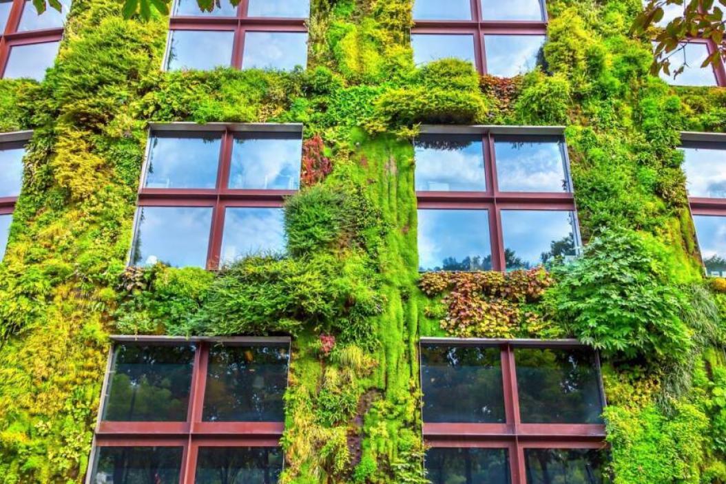 Pflanzen als grüne Fassade an einer Häuserwand