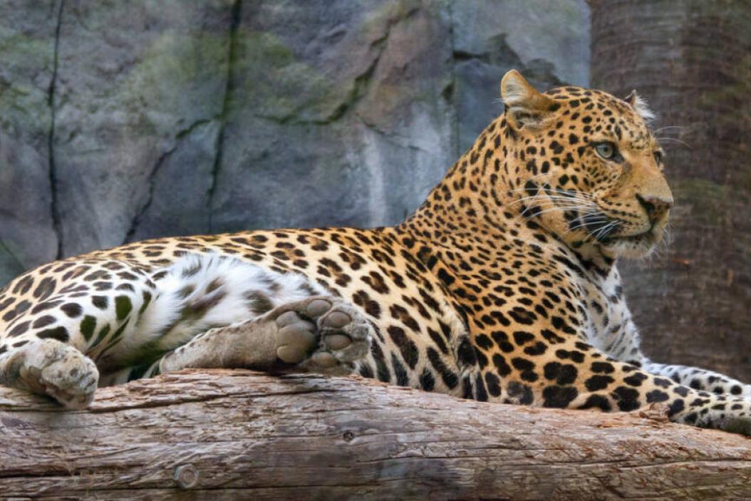 Wildkatze Leopard in einem Zoogehege