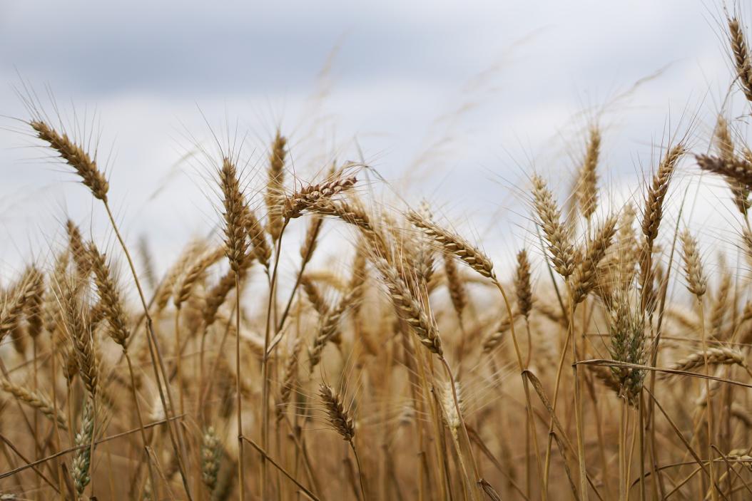 wheat-field-2554351_1920