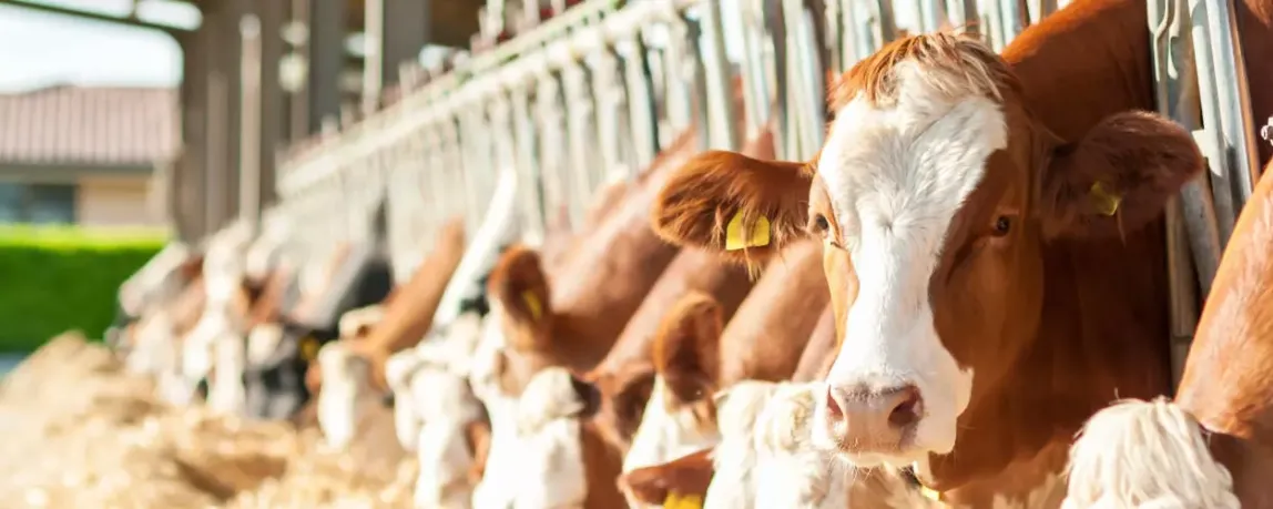 Herdenmanager in der Tierhaltung: Erfahre mehr über die Aufgaben eines Herdenmanagers mit der Spezialisierung Milcherzeugung