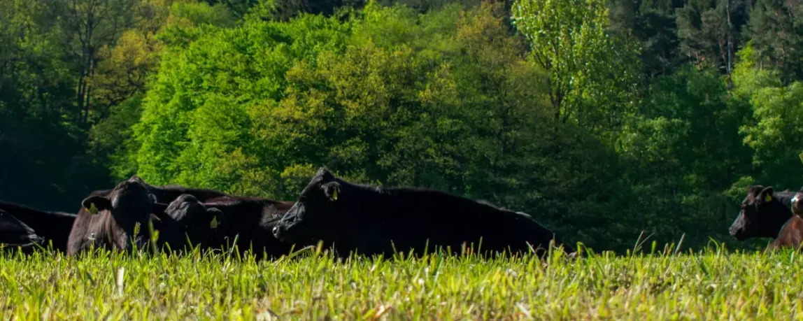 Agraringenieur Wagyu-Rinder