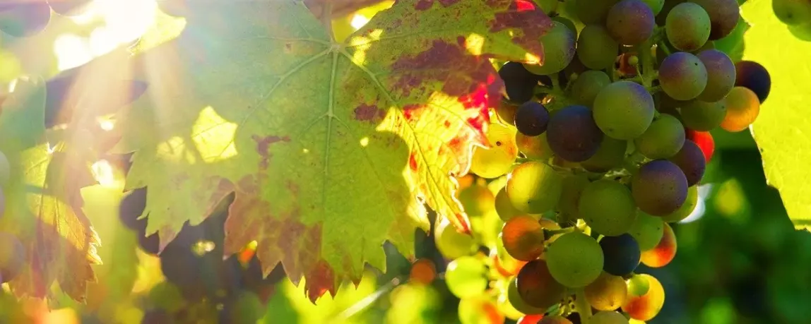 Berufsbild Winzer - Arbeit im Weinstock mit der Weinrebe
