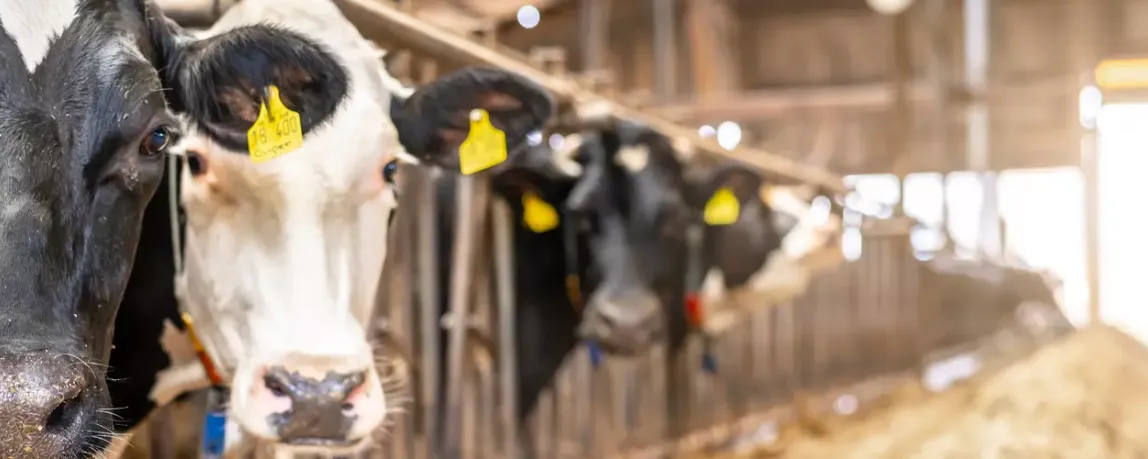 DeLaval interview