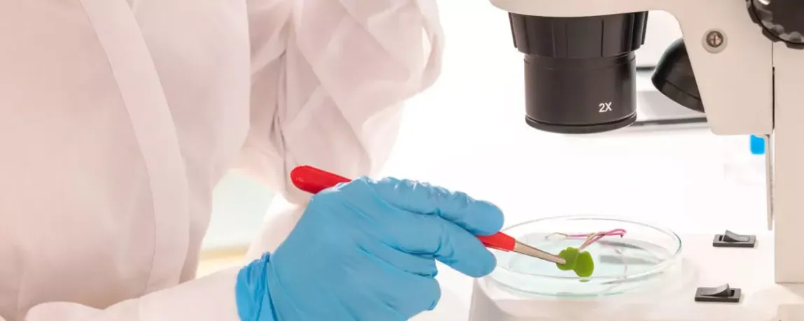 Agrarwissenschaftlerin untersucht Pflanzen unter einem Mikroskop im Labor