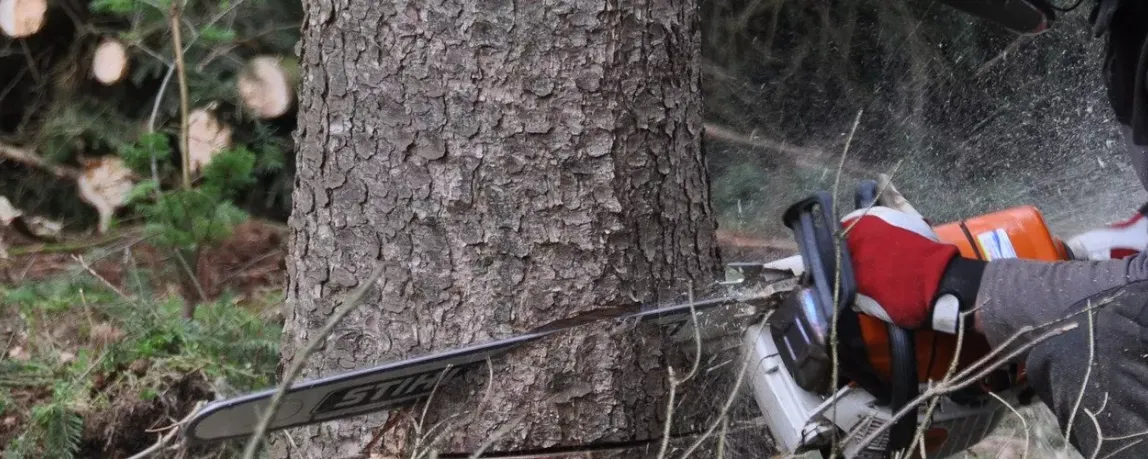 Forstwirt fällt Baum - Entgeldabrechnung 2020