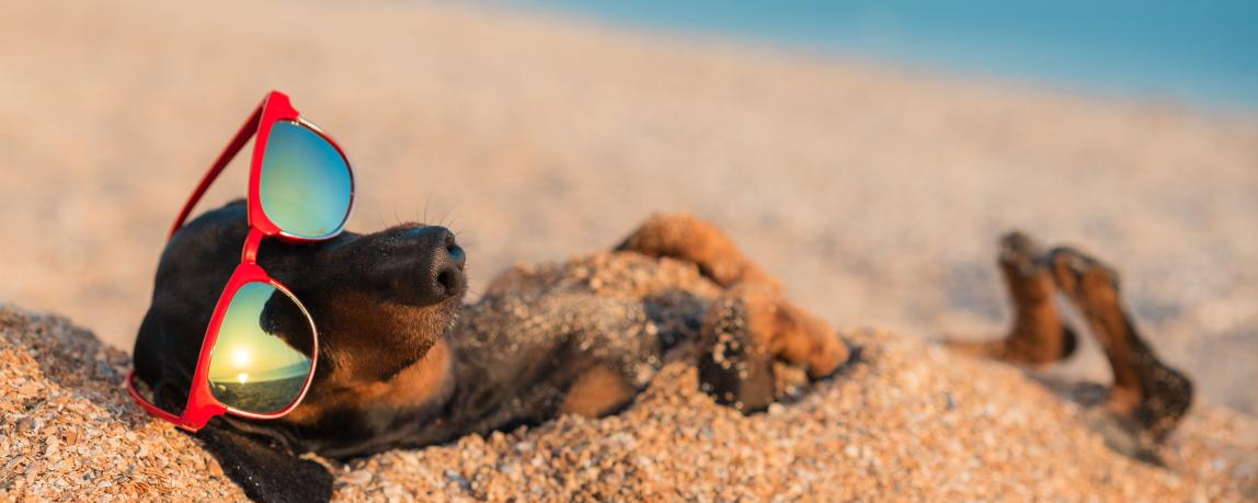 Ein Dackel mit einer Sonnenbrille auf liegt am Strand und ruht sich aus