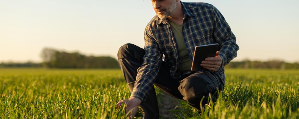 Inspektion eines landwirtschaftlichen Feldes bei Sonnenuntergang: Ein Landwirt überprüft junge Pflanzen und hält dabei ein Tablet in der Hand