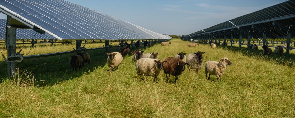 Schafe neben einem Feld mit Solarmodulen.
