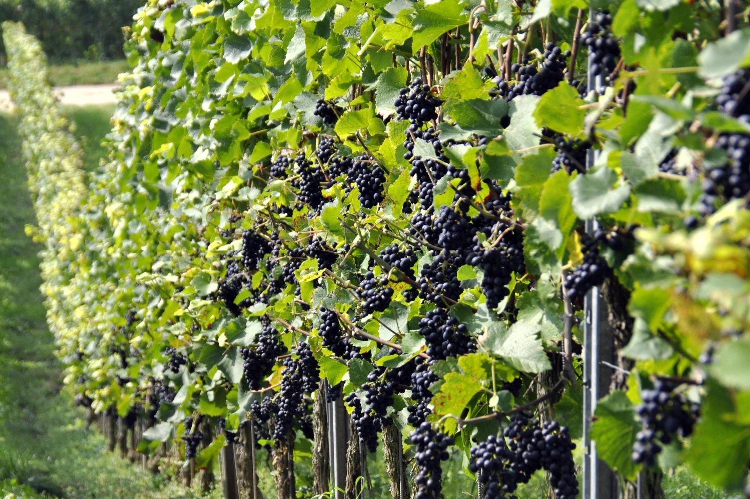 agrajo-Winzer-Weinberg