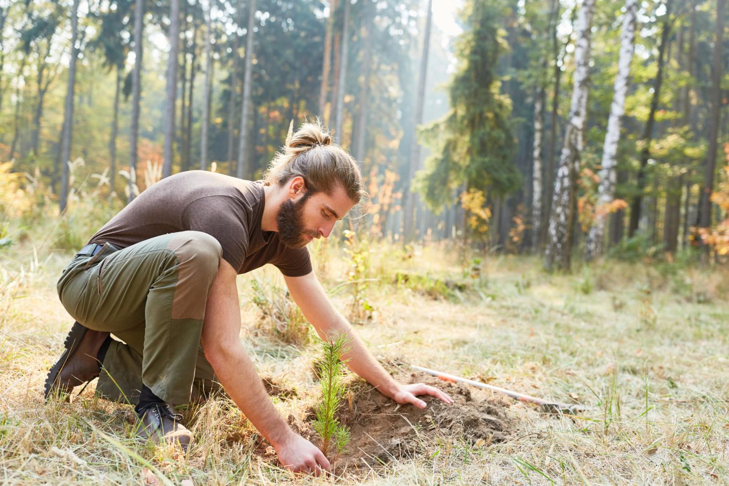 Forstwirtschaftsstudent pflanzt kleinen Baum im Wald