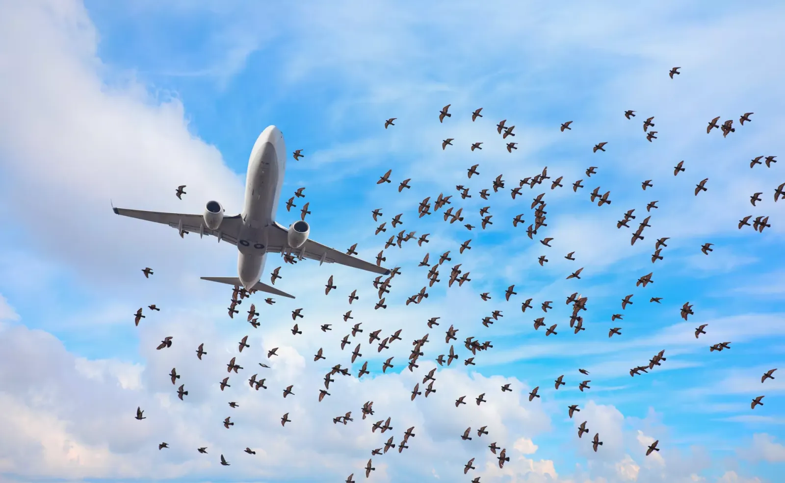 bird-controller-adobestock_402130347
