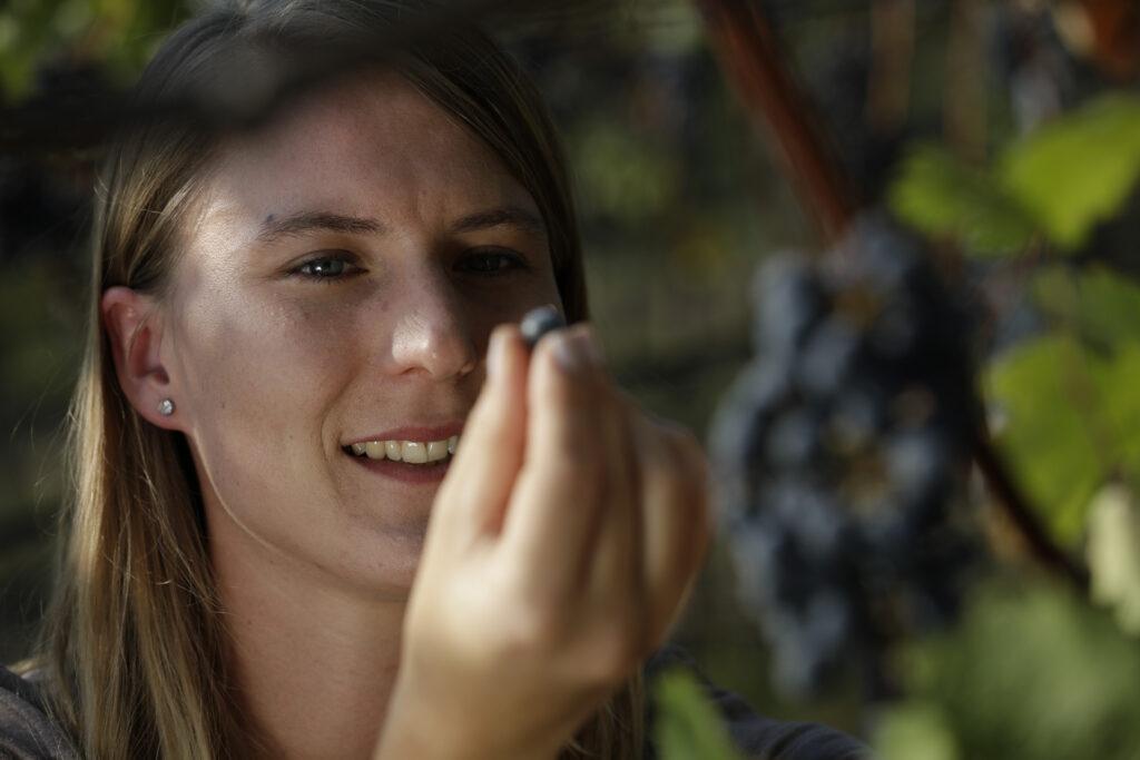 dhbw-heilbronn-studiengang-wein-ernten-1024x683