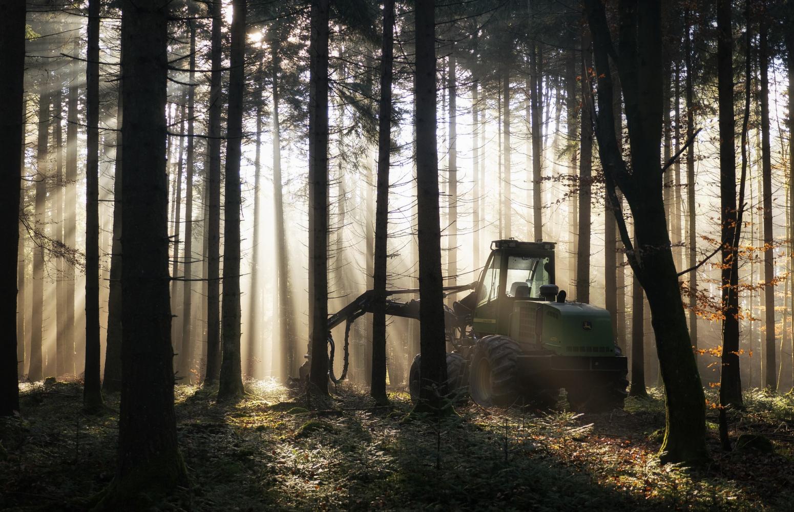 forest-3917683_1920