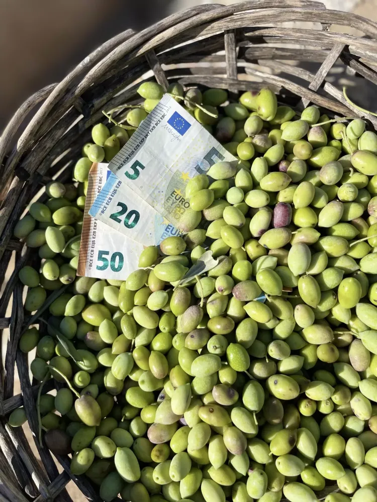 olivenoel-preise_markosolive