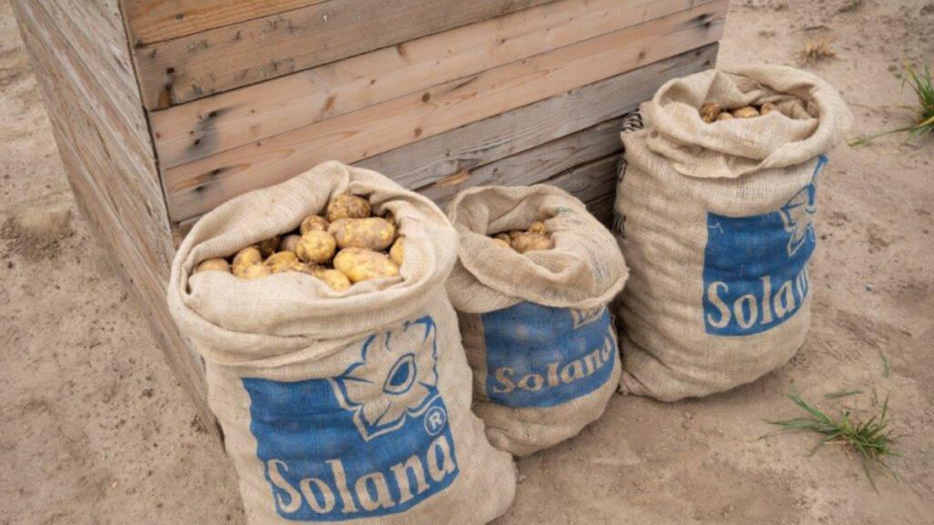 Arbeiten bei Solana: Mein Traineeprogramme in der Agrarbranche im Kartoffelanbau