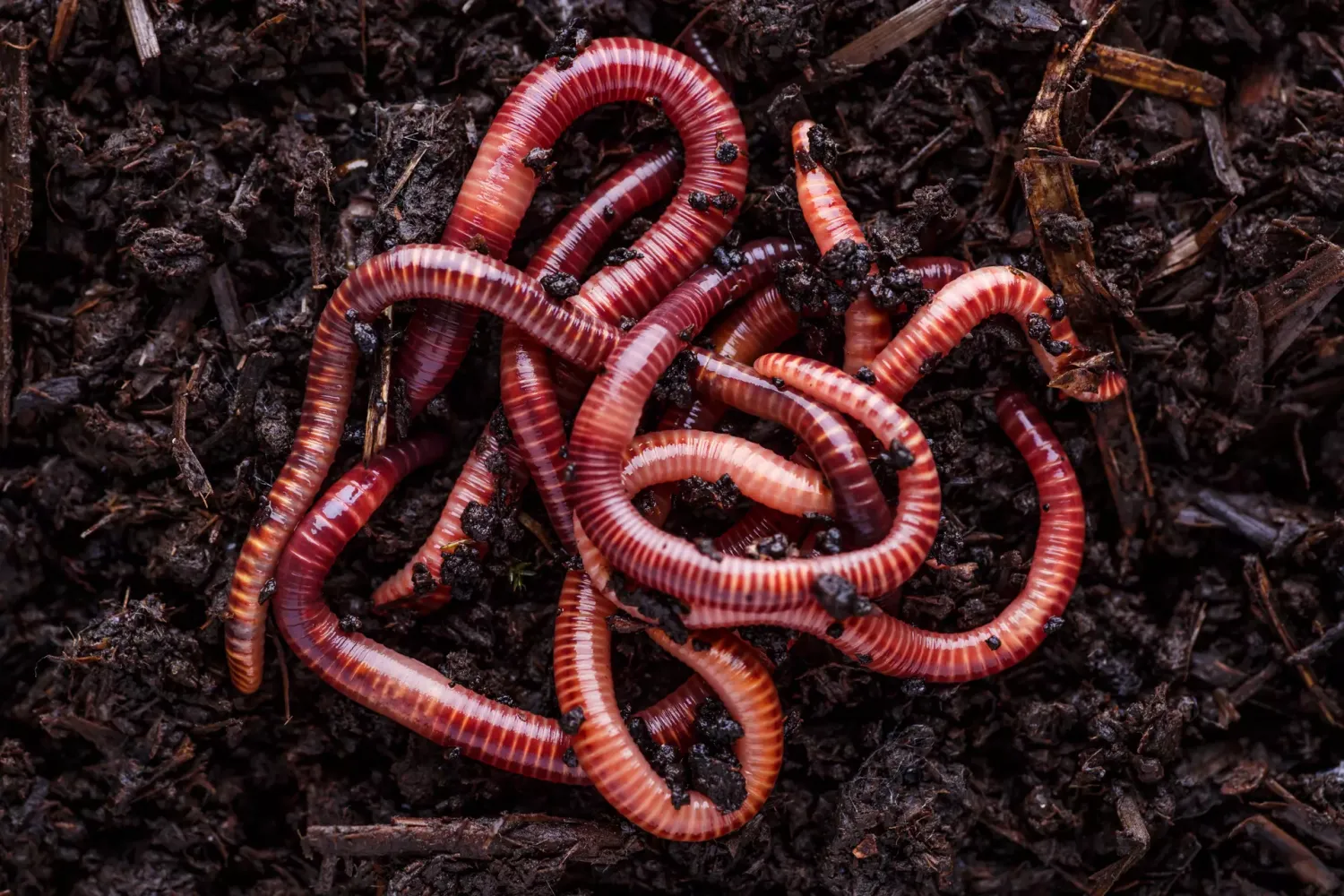 wurmsammler-beruf-adobestock_474482832